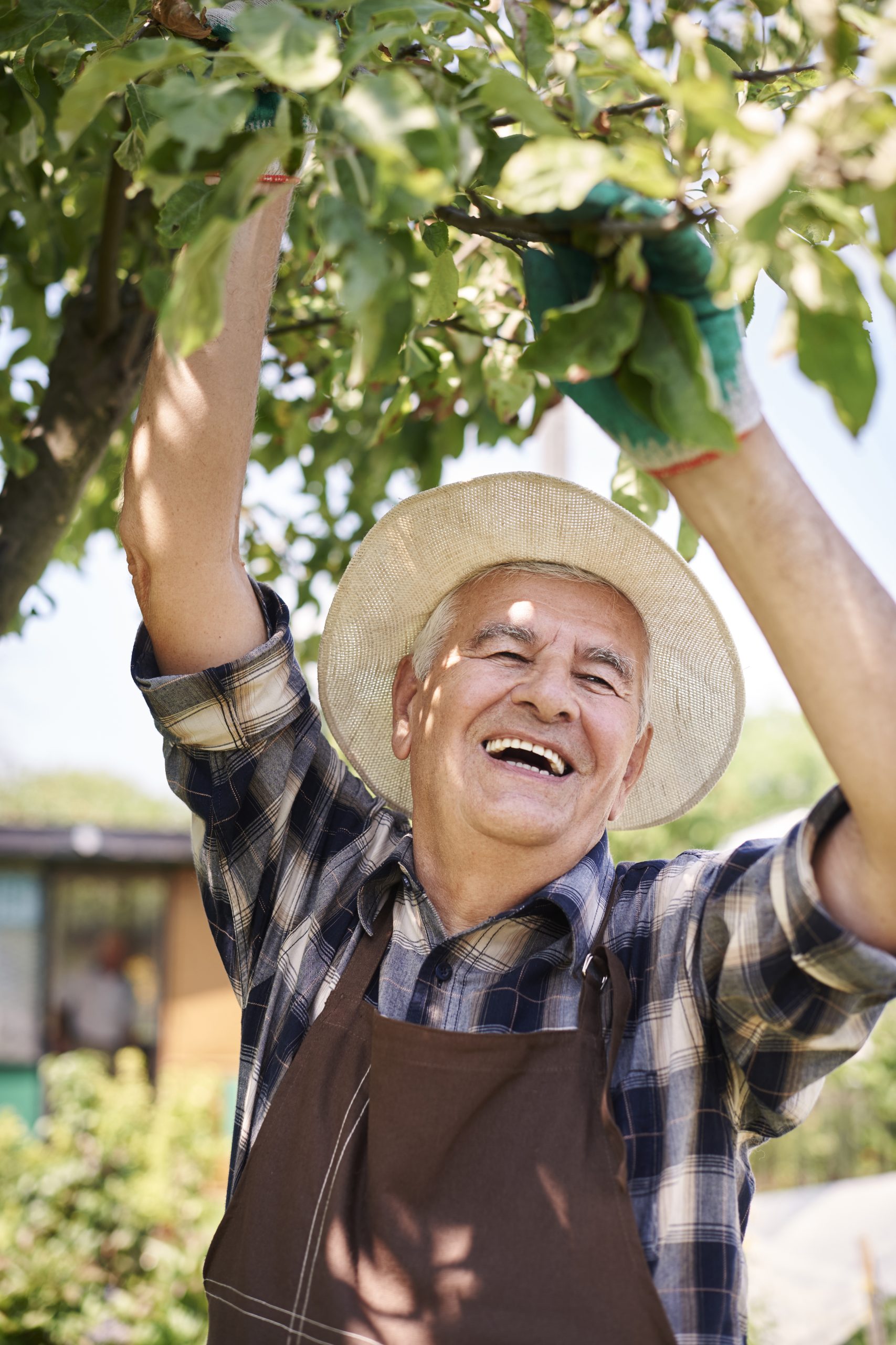 Happy retiree picking up fruits from his garden